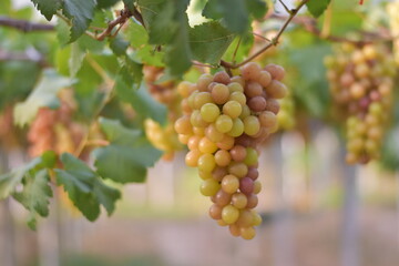 Fototapeta premium Table Grapes, Red Wine Grapes,White Wine Grapes,Bunch of colorful grapes