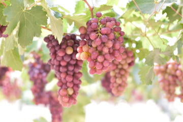 Fototapeta premium Table Grapes, Red Wine Grapes,White Wine Grapes,Bunch of colorful grapes