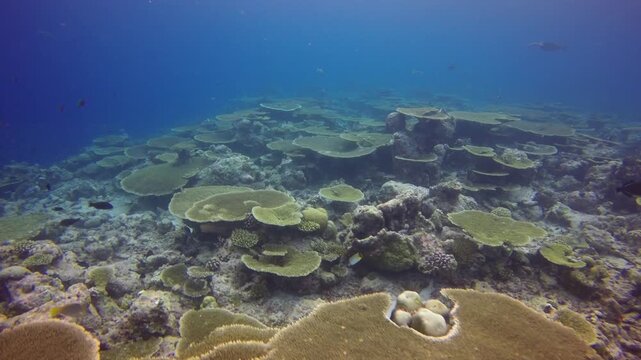 Drifting over coral reef with massive table corals