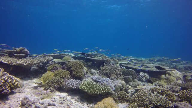 Coral reef with many table corals wide angle shot and blue ocean in background