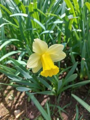 Fototapeta premium 노란 수선화 daffodil