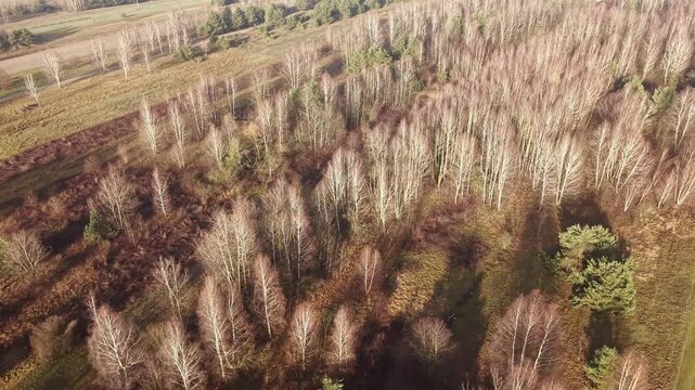 Aerial view of early spring landscape and bare trees