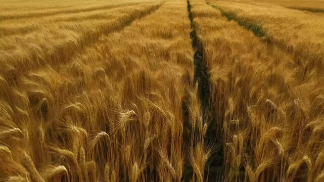 Flyover above fields of golden wheat moving in wind