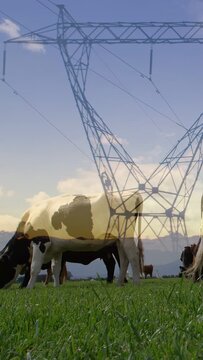 Vertical video: Holstein cow grazing while faint pylon rising as frames passing, showing contrast