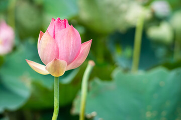 Obraz premium Lotus Flower from Guanyin District, Taoyuan, Taiwan.