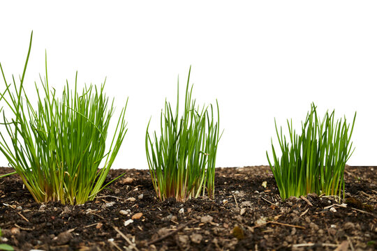 fresh green chives or onion leek in garden soil ground isolated on white or transparent png