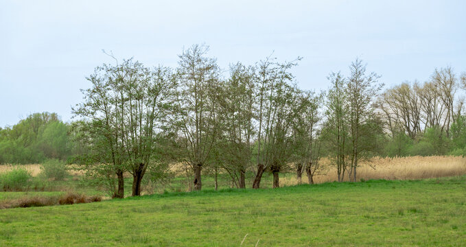 row of spring pollard willow trees in a wetland landscape in Bourgoyen nature reserve, Ghent, Flanders, Belgium