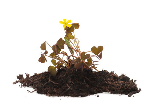 Yellow woodsorrel flower, procumbent yellow sorrel or sleeping beauty isolated on white background, Oxalis corniculata, family Oxalidaceae, clipping path
