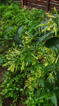 Handheld shot of Night-blooming Jasmine (Cestrum nocturnum) branch with clusters of pale green tubular flower buds swaying in a tropical garden.