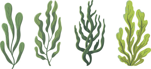 Green seaweed underwater aquatic plants set including kelp algae and sea grass isolated on white background vector illustration collection. © Raju