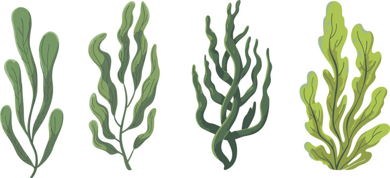 Green seaweed underwater aquatic plants set including kelp algae and sea grass isolated on white background vector illustration collection.