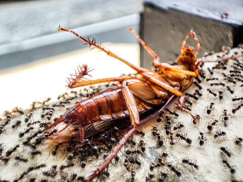 Dead cockroach surrounded by colony of black ants, illustrating active scavenger behavior and natural decomposition process within urban insect ecosystem in detailed macro perspective.