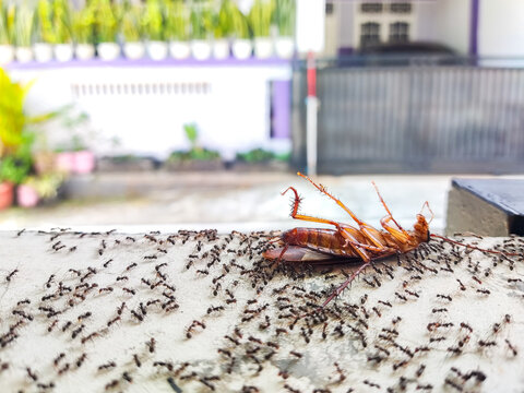 Dead cockroach surrounded by colony of black ants, illustrating active scavenger behavior and natural decomposition process within urban insect ecosystem in detailed macro perspective.