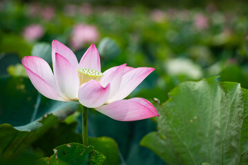 Obraz premium Lotus Flower from Guanyin District, Taoyuan, Taiwan.
