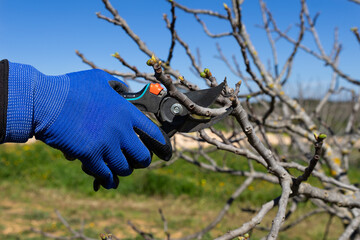 Obraz premium Gardener's gloved hand uses pruning shears to trim a bare tree branch in early spring