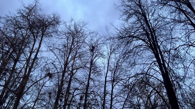 trees,sky and clouds