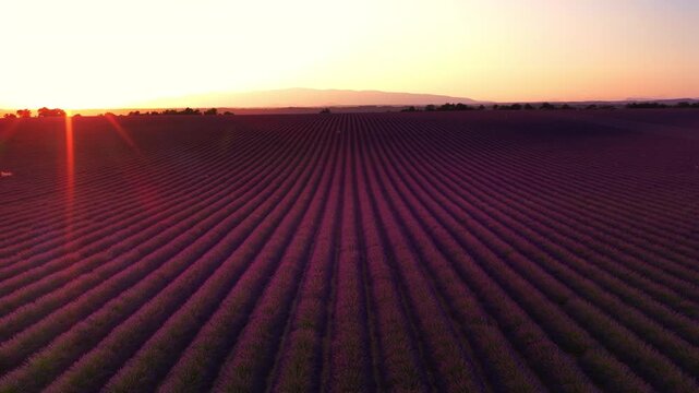 Lavender flowers blossoming on the plateau of Valensole in the Povernce during a summer sunset. Overhead drone view.