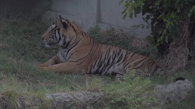 Majestic tiger resting on the grass and looking away in the zoo habitat.