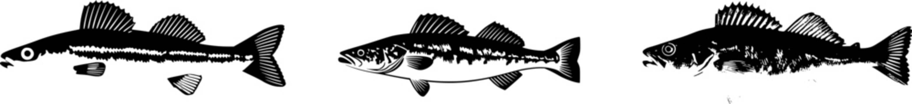 A highly detailed, photorealistic image of a whole raw Zander (Pike-Perch) showcases its slender body and sharp dorsal fin against a pure white background