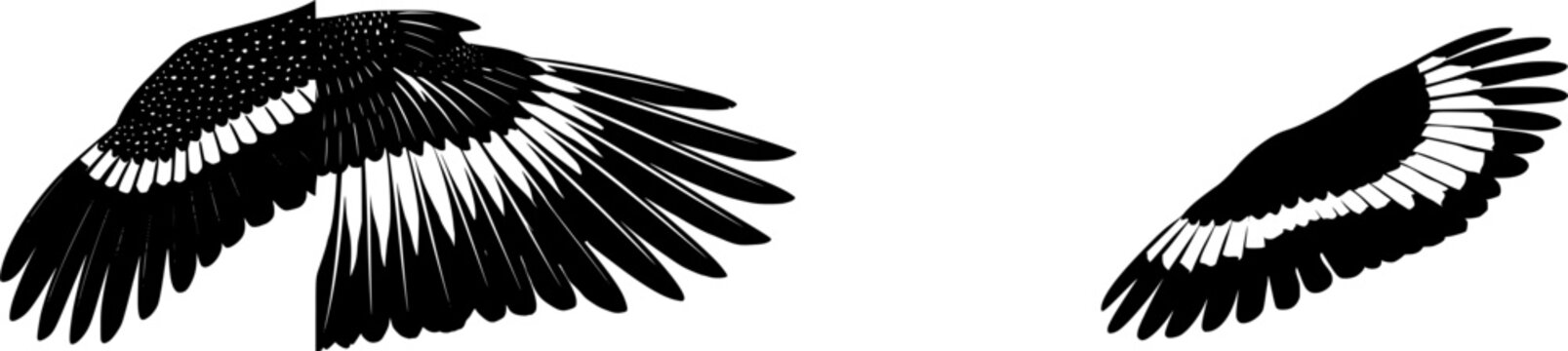 A highly detailed macro of a turkeys wing tip showcases the large, stiff primary feathers with black and white bars against a pure white background
