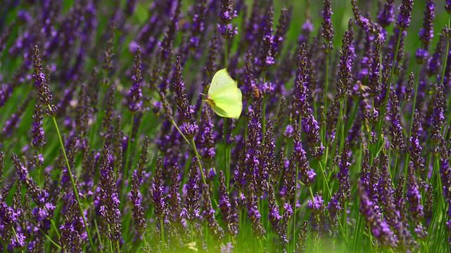 Cleopatra butterfly (Gonepteryx cleopatra) sitting on blossoming lavender in the Provence in France during a sunny summer day. Slow motion clip.