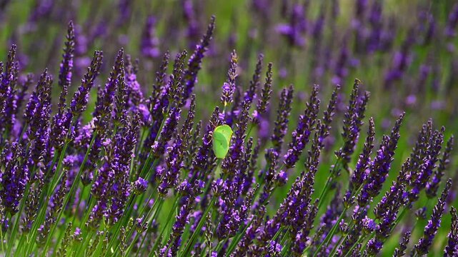 Cleopatra butterfly (Gonepteryx cleopatra) sitting on blossoming lavender in the Provence in France during a sunny summer day. Slow motion clip.