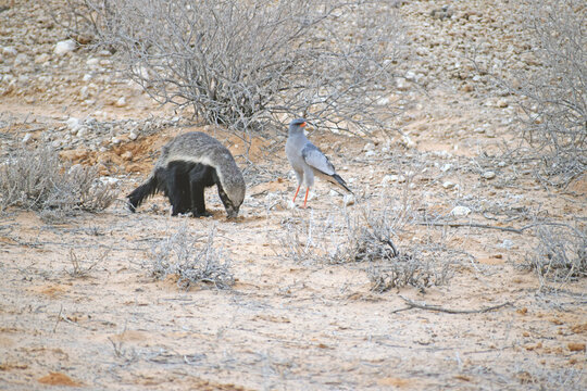 Honey Badger & Pale Chanting Goshawk