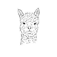 Fototapeta premium Llama illustration, portrait of a llama head, hand drawn in black and white.