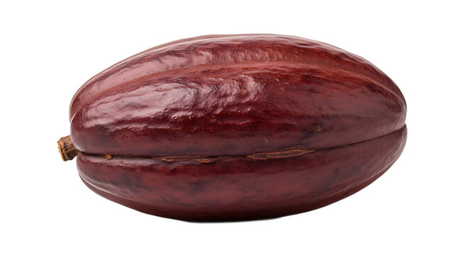 The cacao pod is sitting on a white background with a brown stem.