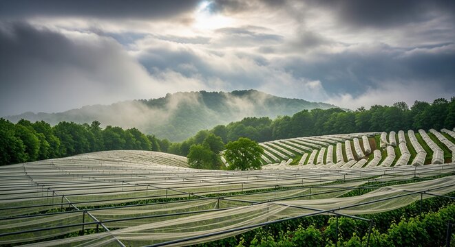 Agricultural field with protective netting covering rows of crops on a misty overcast day