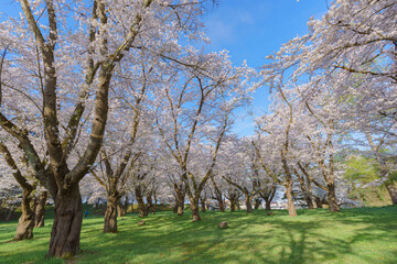 Obraz premium 会津若松 鶴ヶ城の桜並木 春の公園風景
