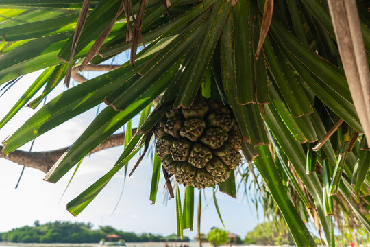 A large seed hangs from a coastal screwpine branch with green leaves.