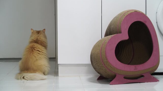 Fluffy cat with ginger fur and cream highlights sitting on white tile floor near heart shaped pink scratcher, feline pet with fluffy tail back view in cozy indoor home, modern interior domestic scene