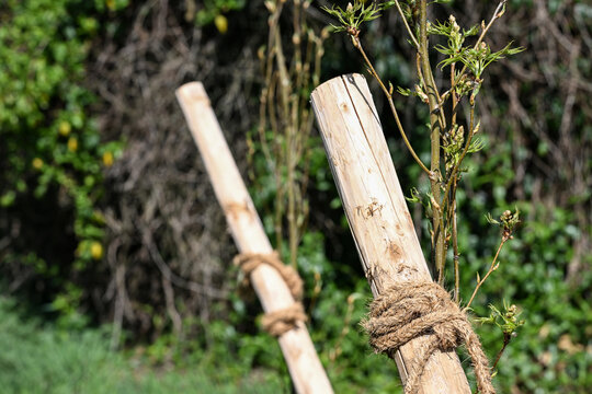 arbre jeune tuteur bois parc