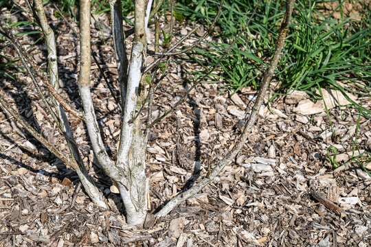 arbre copeaux jardin parc