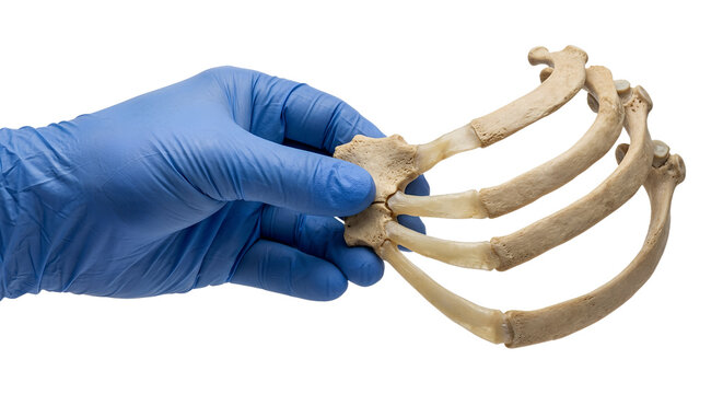 Hand holding a bone specimen showing several ribs still attached to a partial sternum segment, isolated, representing human thoracic anatomy