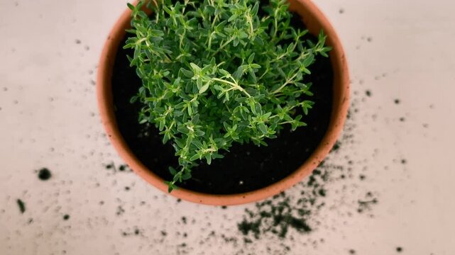 Fresh green thyme plant with soil in a clay pot rotating on a tabletop. Concept of gardening, aromatic herbs, cooking ingredients, and horticulture