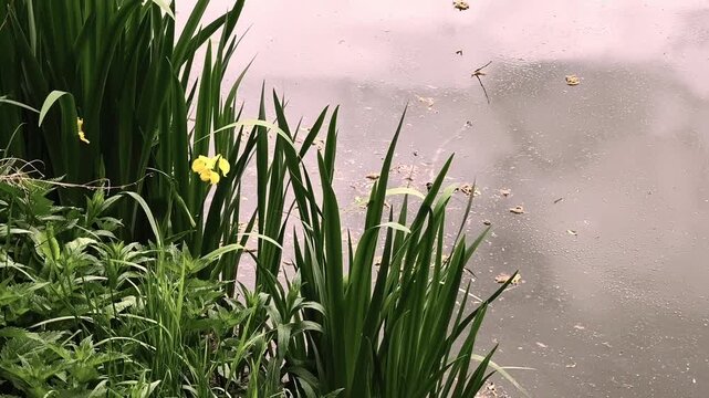 Water strider bug moving across the calm surface of a pond. Lush green reeds and yellow iris flowers grow on the tranquil riverbank