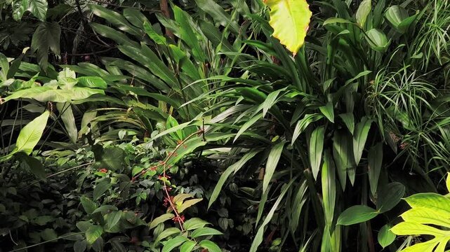 Exotic blue morpho butterflies flying among dense green tropical vegetation. Beautiful and colorful insects fluttering in a vibrant jungle habitat in botanical garden