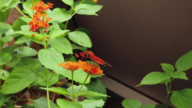 Beautiful banded orange heliconian butterfly landing on orange lantana flowers and feeding on nectar while flapping its vibrant wings in botanical garden
