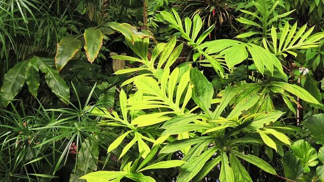 Exotic blue morpho butterflies flying among vibrant green foliage in a dense, humid jungle. Beautiful inseects thriving in a natural habitat in botanical garden