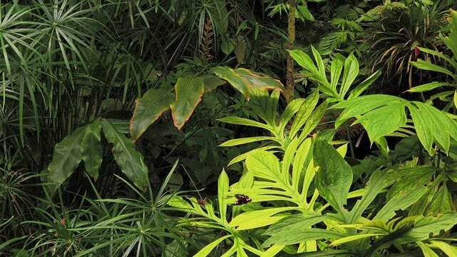 Two amata passalis moths, also known as handmaiden moths, mating on a bright green leaf in a lush tropical jungle environment in botanical garden