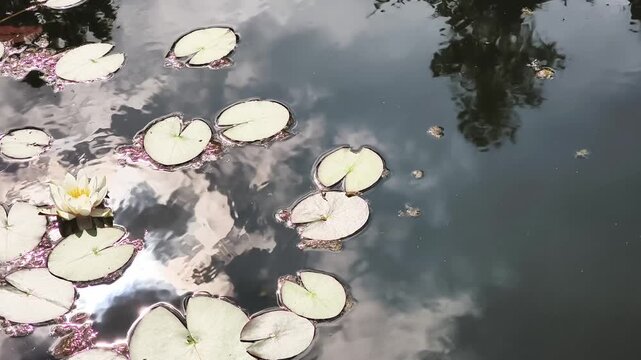 Calm water surface with floating lily pads and a single white water lily flower. The tranquil pond reflects the sky, clouds, and nearby trees in botanical garden
