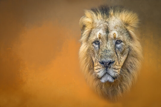 Majestic Lion Portrait Against Warm Orange Backdrop with Copy Space