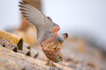 Pustułeczka (Falco naumanni) © Grzegorz