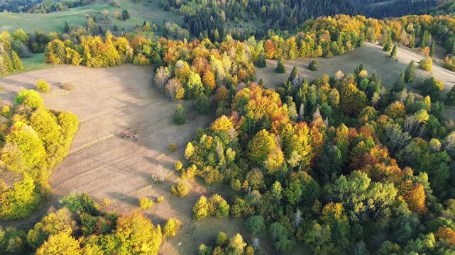 Cinematic aerial flight over vibrant fall foliage trees