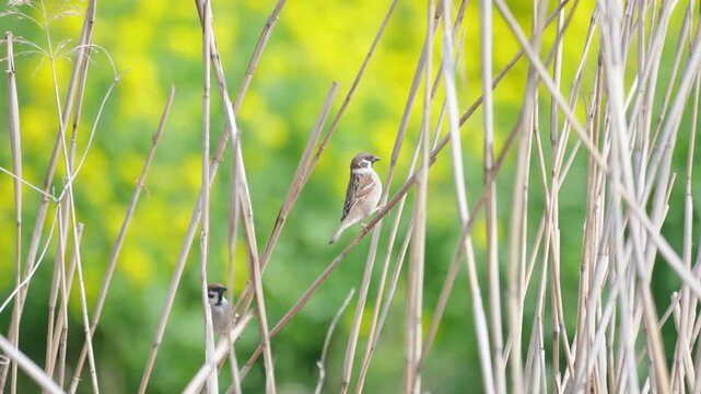 菜の花と枯れたヨシに止まる小さなスズメ