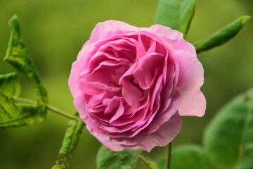 różowa róża © jholy