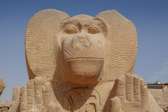 Skulptur, Affe, Pavian, Ramesseum, Theben-West, &Auml;gypten