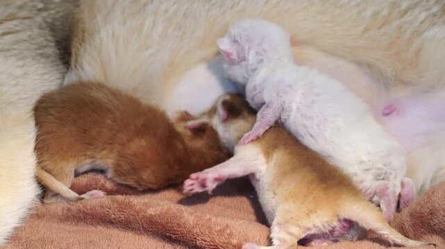 Newborn kitten fur nursing closeup brown white animal domestic mammal, soft baby feeding together litter sleeping warmth, peaceful cuddling with newborn puppy and ferret kits blanket, cozy adorable